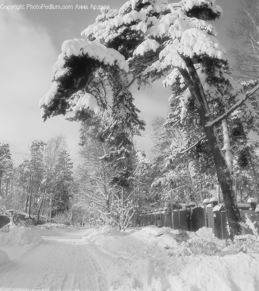 Outdoors, Snow, Flora, Plant, Tree