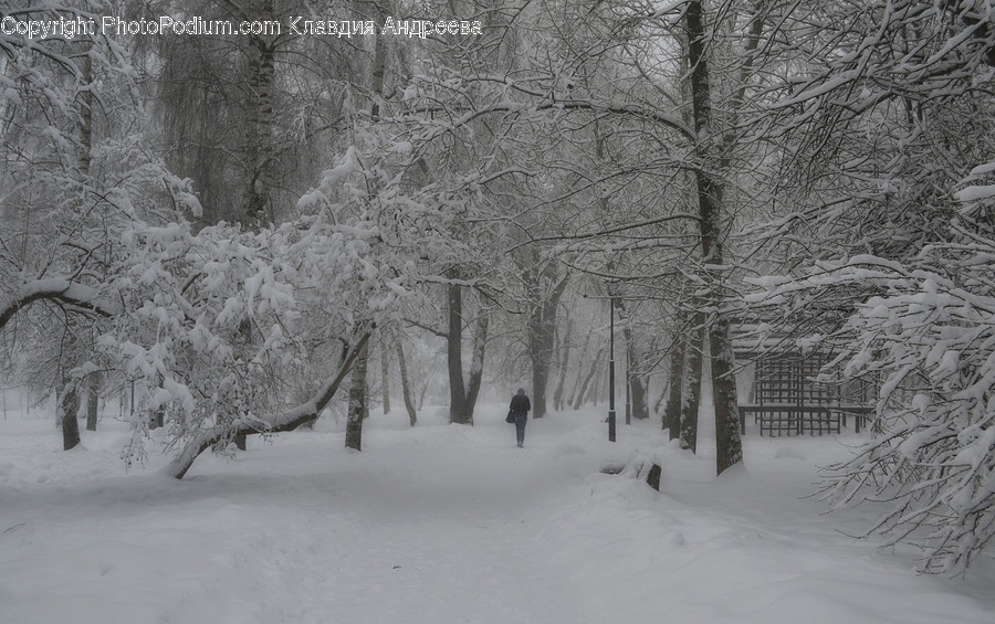 Outdoors, Snow, Flora, Plant, Tree