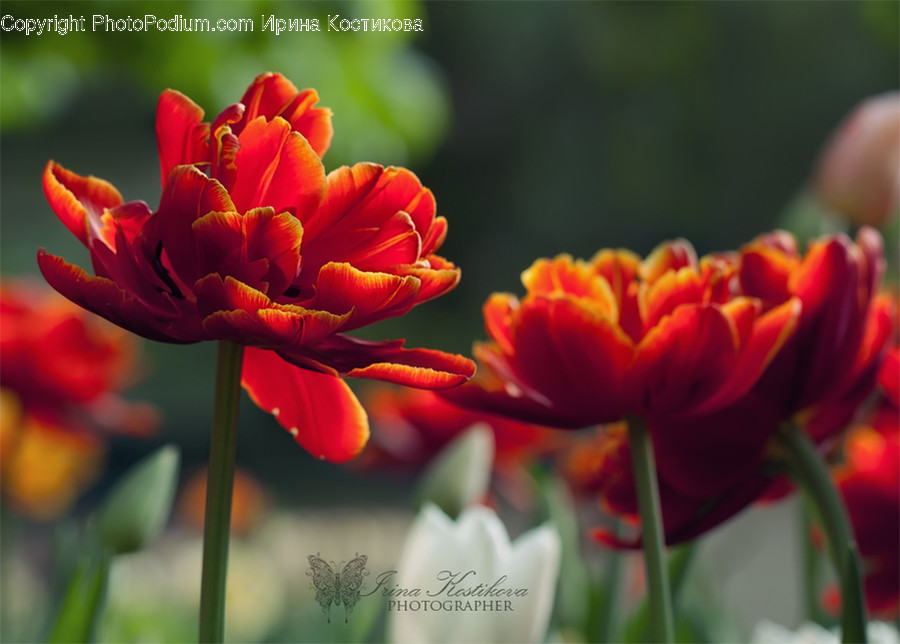 Blossom, Flora, Flower, Plant, Tulip