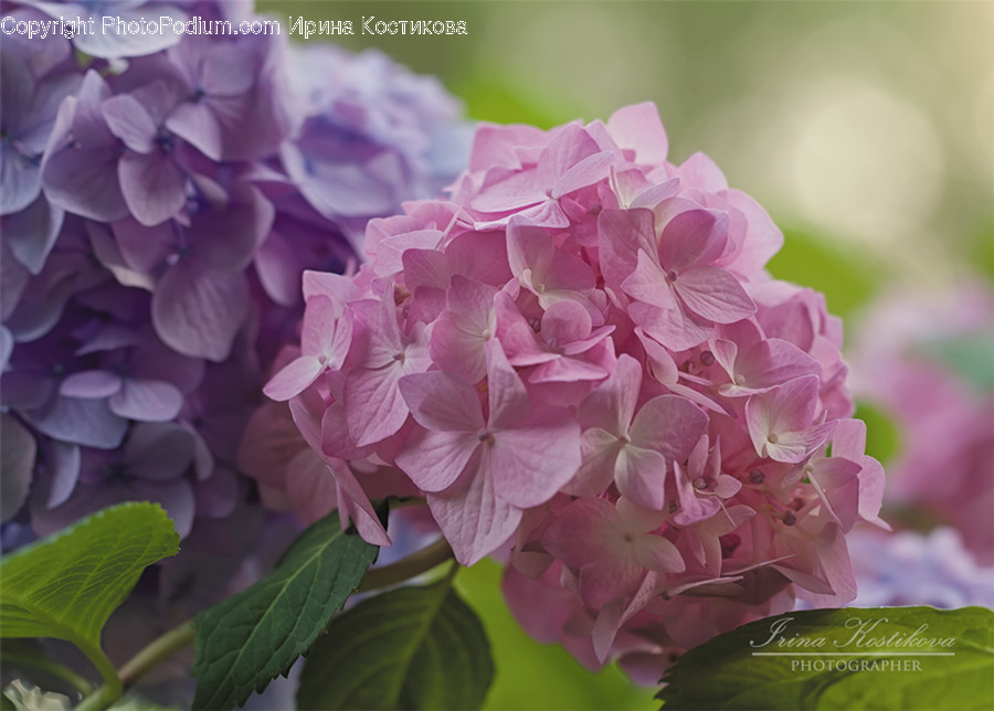 Human, People, Person, Blossom, Flora