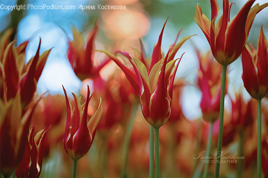 Blossom, Flora, Flower, Plant, Tulip