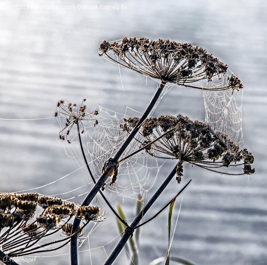 Animal, Arachnid, Invertebrate, Spider, Argiope