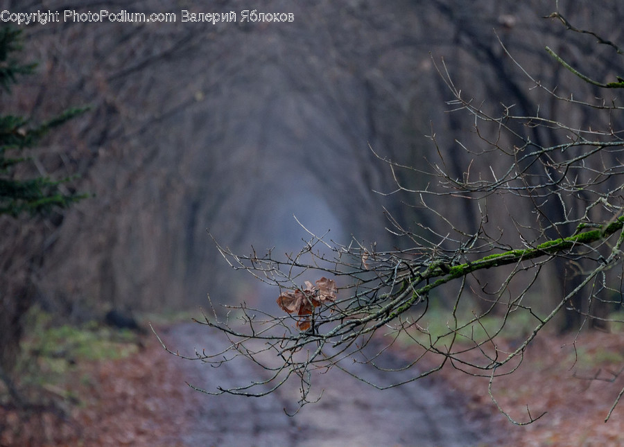 Dirt Road, Gravel, Road, Bush, Flora