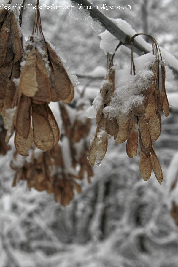 Flora, Oak, Plant, Sycamore, Tree