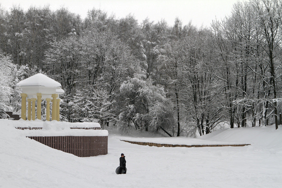 Outdoors, Snow, Flora, Forest, Land