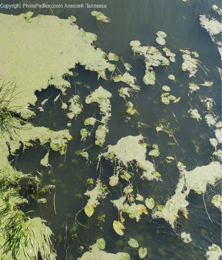 Outdoors, Pond, Water, Algae, Flora