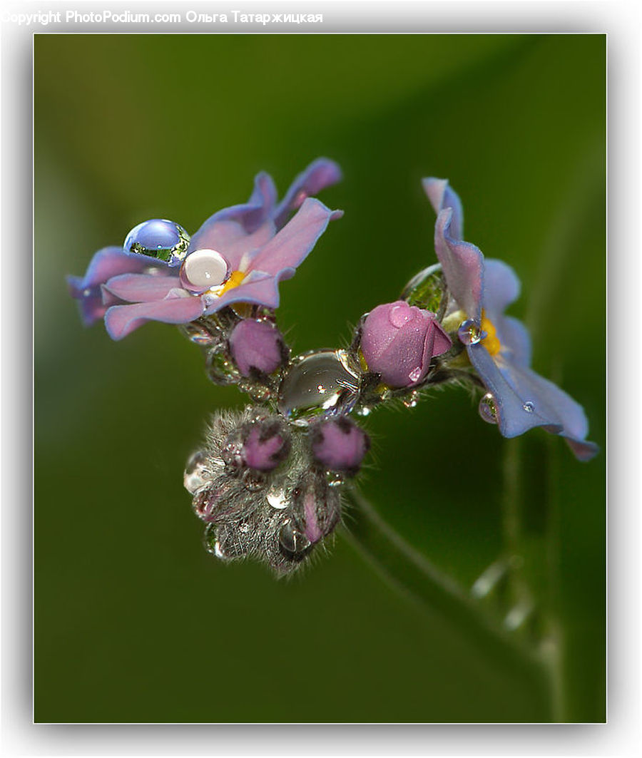 Blossom, Flower, Lilac, Plant, Andrena, Apidae, Bee