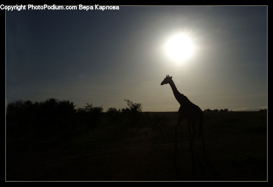 Animal, Giraffe, Mammal, LED, Lighting, Spotlight, Light