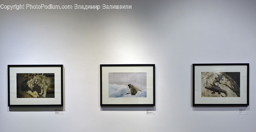 Animal, Bear, Mammal, Polar Bear, Wildlife