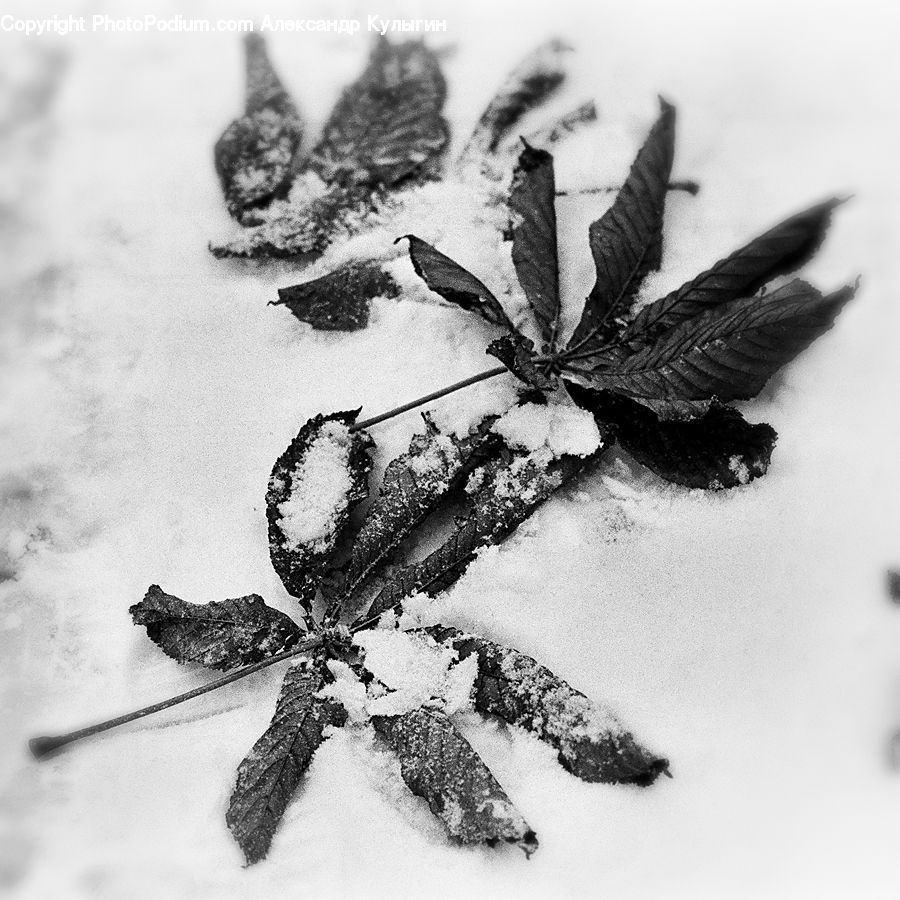 Frost, Ice, Outdoors, Snow, Rock, Aloe, Plant