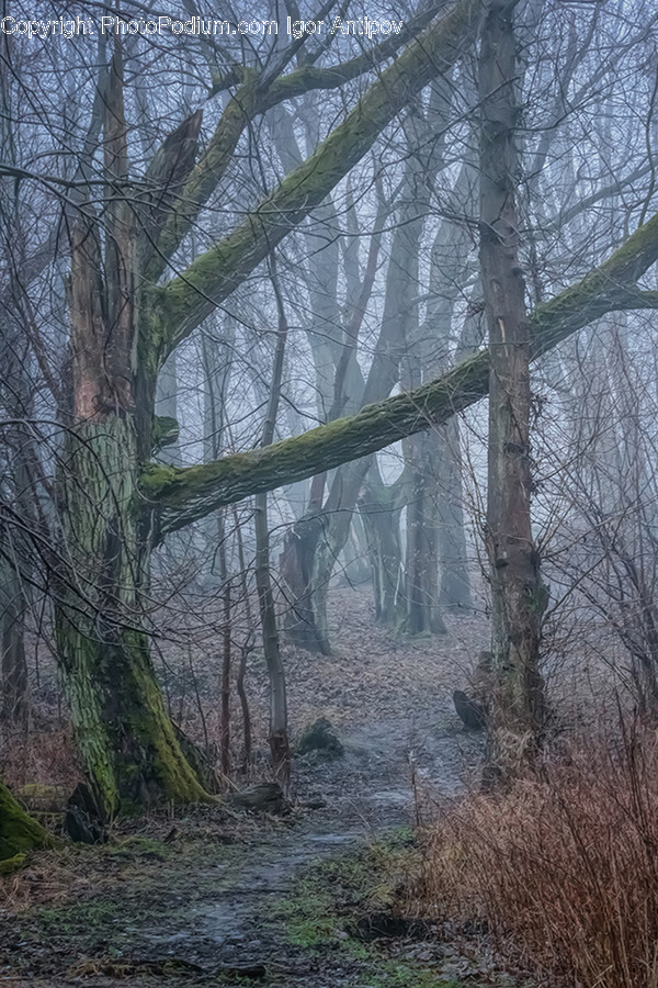 Flora, Forest, Land, Nature, Outdoors