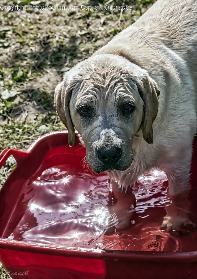 Animal, Canine, Dog, Labrador Retriever, Mammal