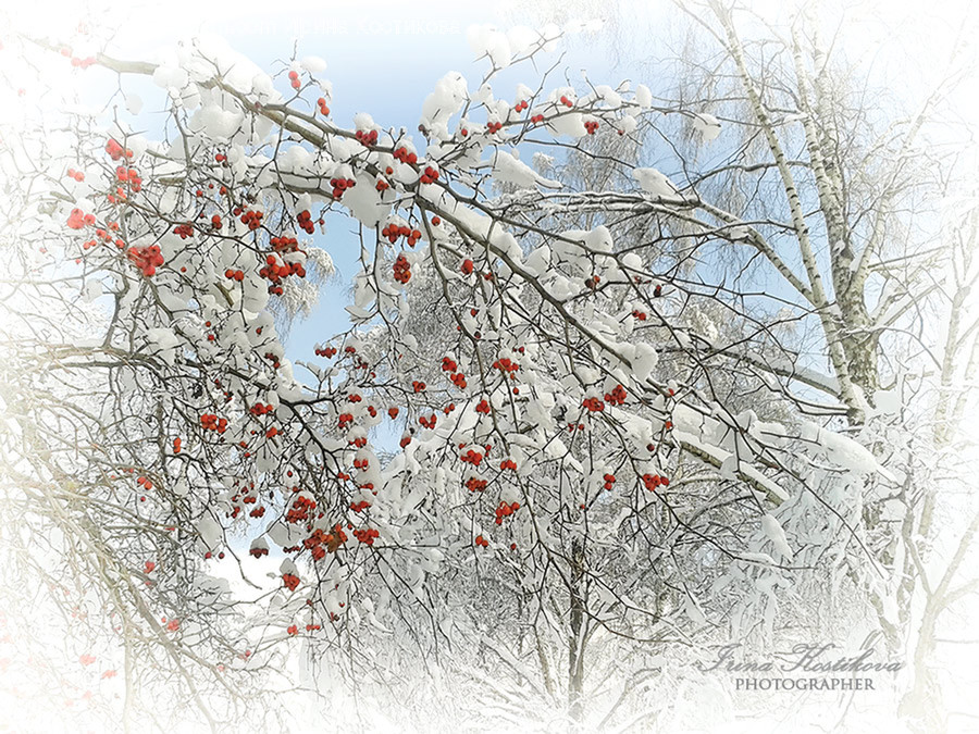 Outdoors, Snow, Bush, Flora, Plant