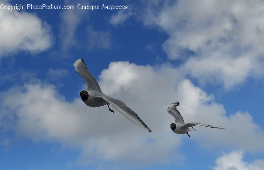 Animal, Bird, Seagull, Booby, Dove