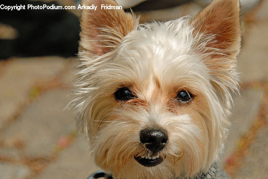 Animal, Pet, Canine, Dog, Mammal, Terrier