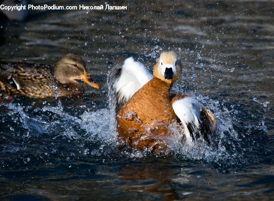 Bird, Duck, Teal, Waterfowl, Animal, Beaver, Mammal