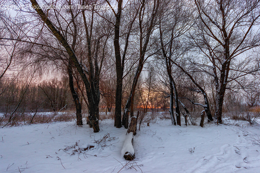 Birch, Flora, Plant, Tree, Landscape