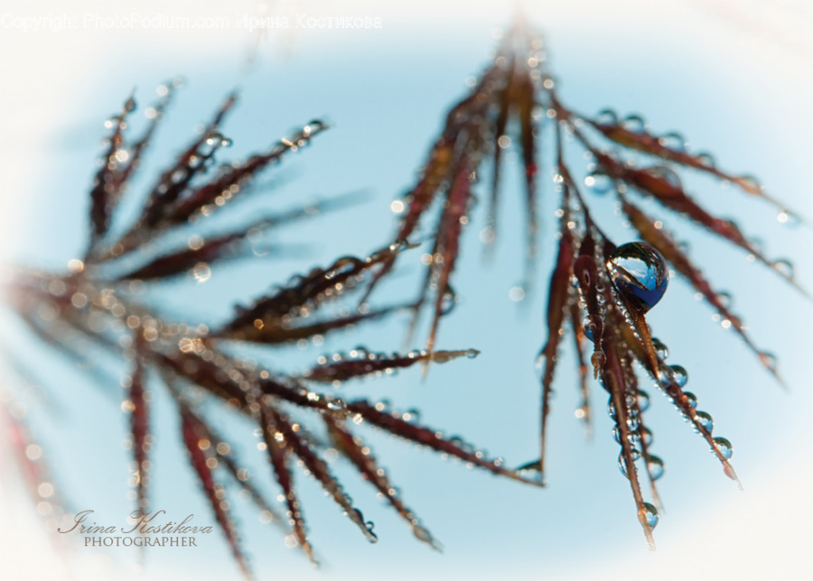 Conifer, Flora, Plant, Tree, Abies