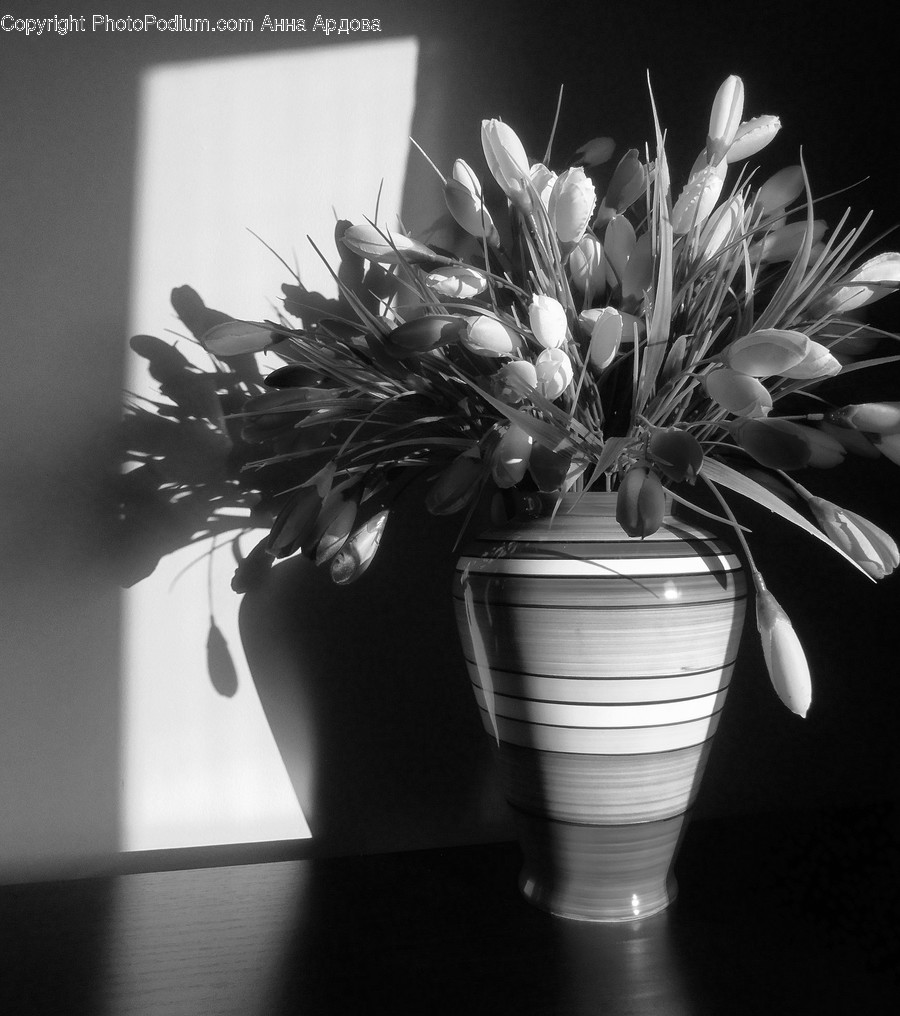 Flora, Jar, Plant, Potted Plant, Pottery