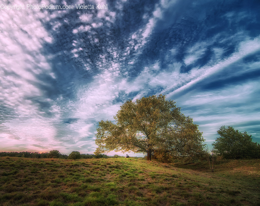 Field, Grassland, Outdoors, Dirt Road, Gravel