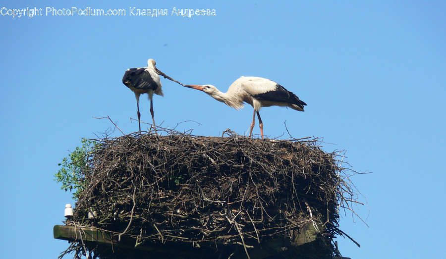 Animal, Bird, Stork, Ardeidae, Crane Bird
