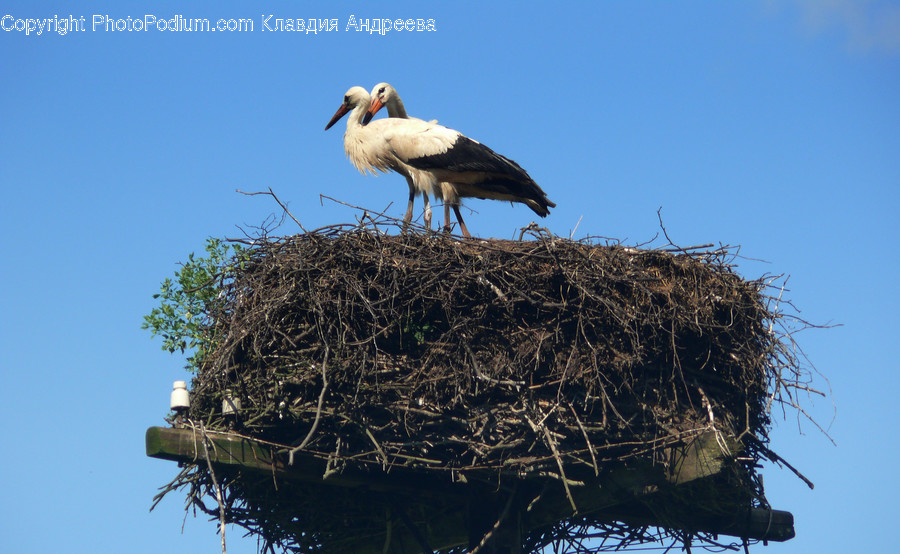 Animal, Bird, Stork