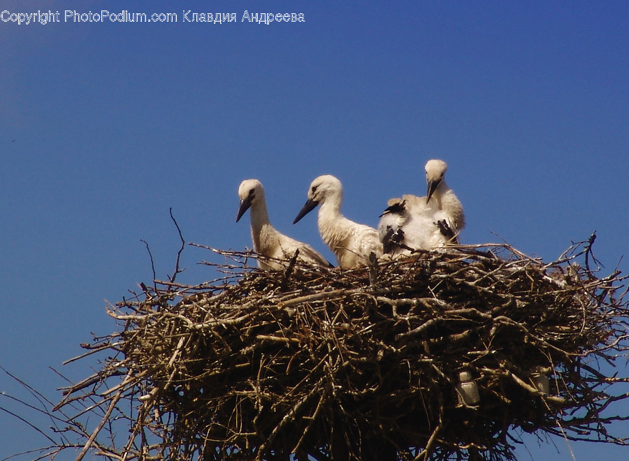 Animal, Bird, Stork, Booby, Pelican