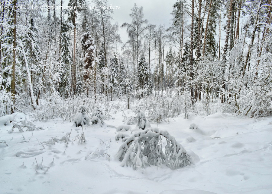 Outdoors, Snow, Flora, Forest, Land