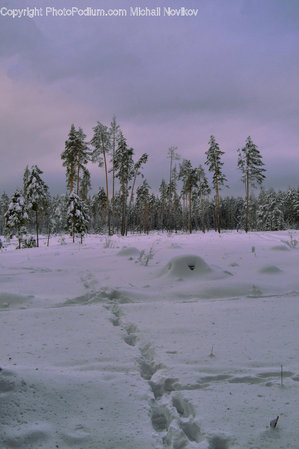 Outdoors, Snow, Flora, Plant, Tree