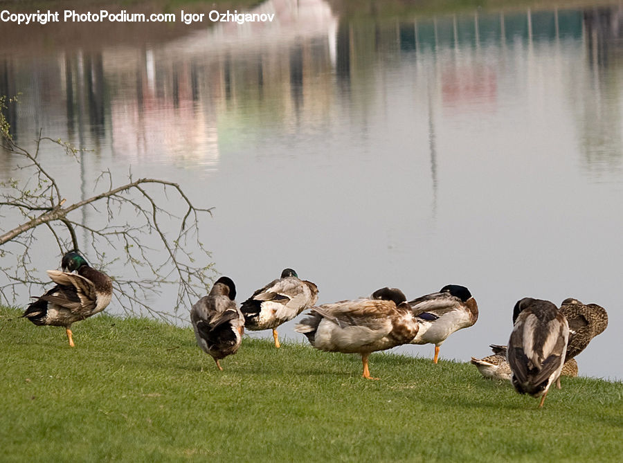Bird, Duck, Teal, Waterfowl, Goose, Mallard, Kite Bird