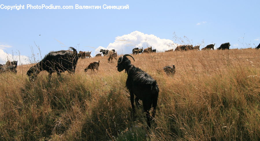 Animal, Cattle, Cow, Dairy Cow, Mammal, Field, Grass