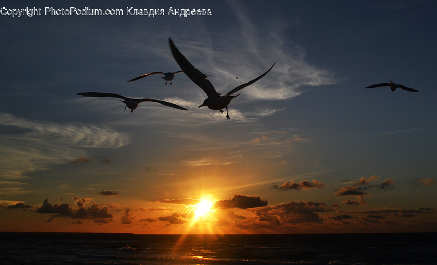 Animal, Ardeidae, Bird, Crane Bird, Heron