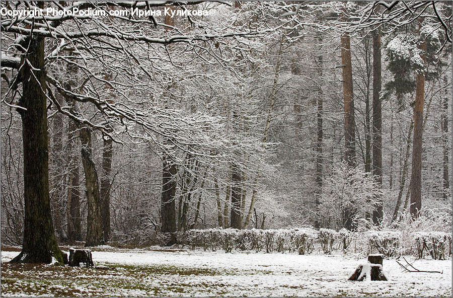 Forest, Vegetation, Bench, Grove, Land, Fir, Birch
