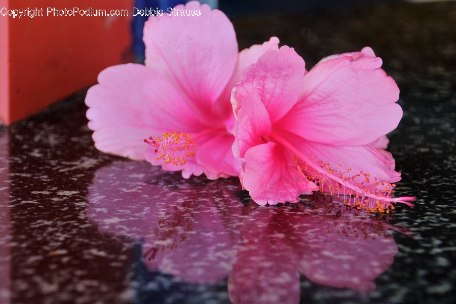 Blossom, Flora, Flower, Hibiscus, Plant