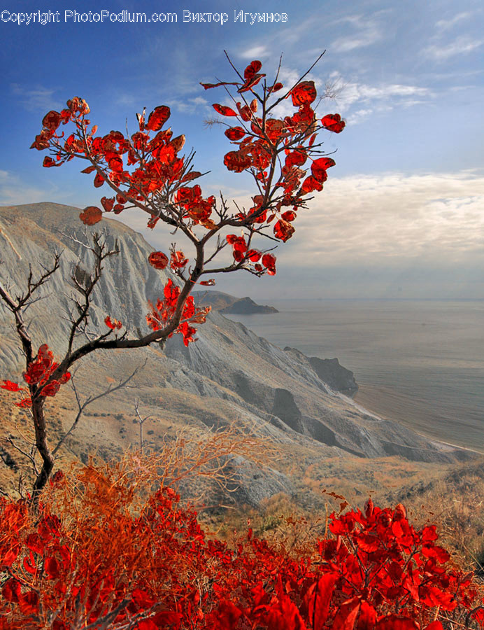 Flora, Maple, Plant, Tree, Blossom