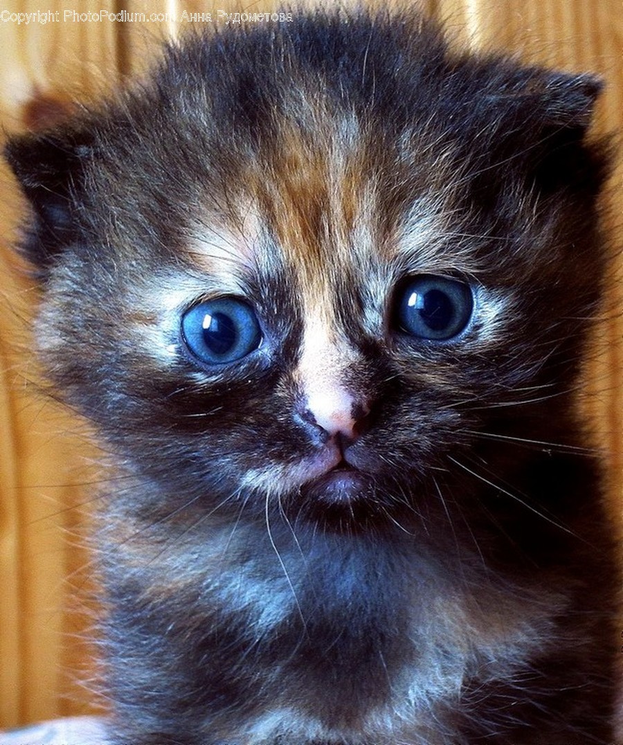 Animal, Cat, Kitten, Mammal, Pet