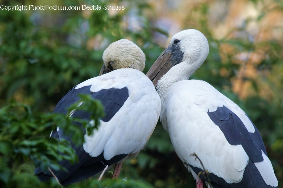 Animal, Bird, Booby, Beak, Ardeidae
