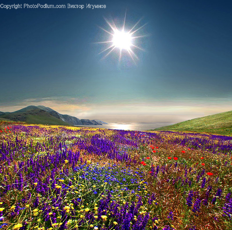 Countryside, Farm, Field, Grassland, Meadow