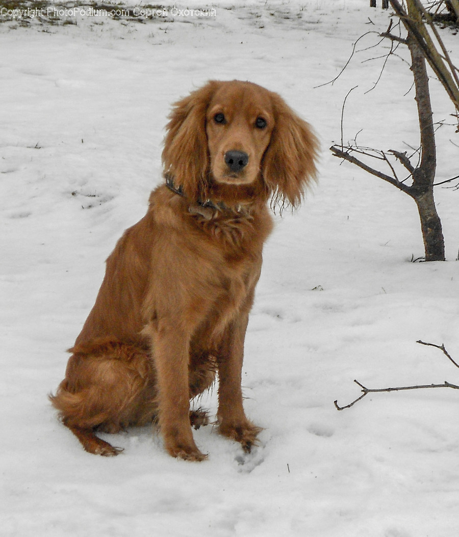 Animal, Canine, Dog, Golden Retriever, Mammal