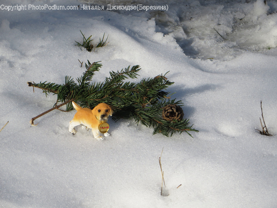 Outdoors, Snow, Conifer, Flora, Plant
