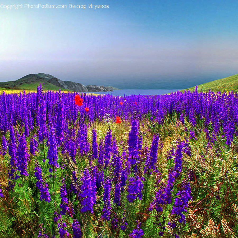 Flora, Lavender, Plant, Blossom, Crocus