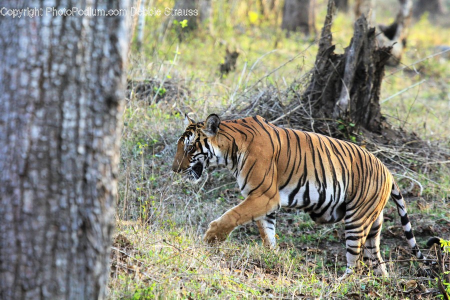 Animal, Mammal, Tiger, Wildlife, Outdoors