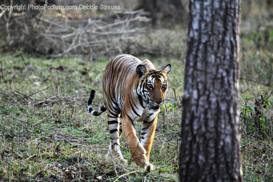 Animal, Mammal, Wildlife, Zebra, Tiger