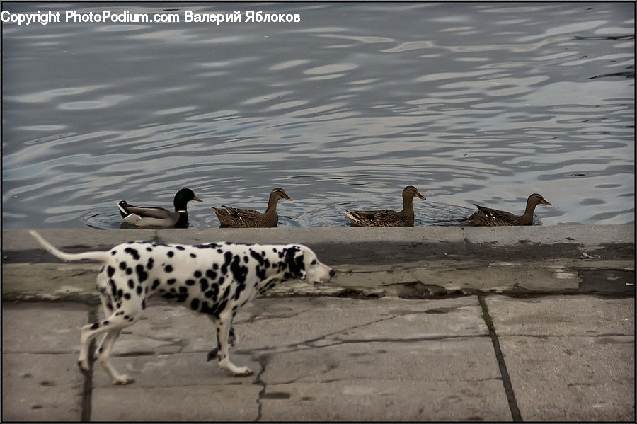 Bird, Duck, Teal, Waterfowl, Goose, Animal, Canine