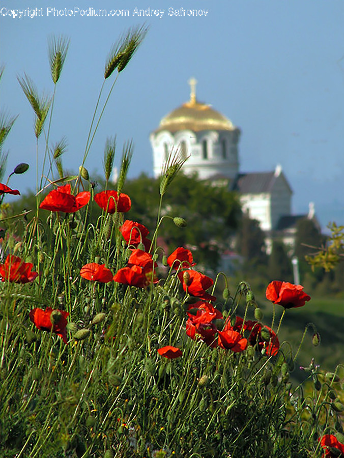 Blossom, Flora, Flower, Plant, Poppy