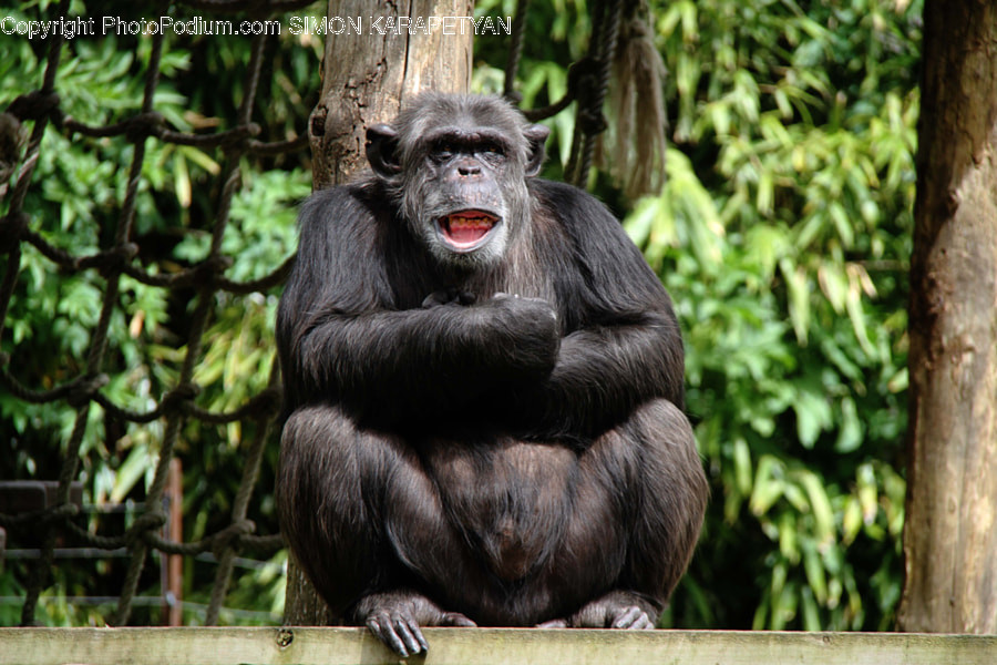 Animal, Ape, Mammal, Monkey, Wildlife
