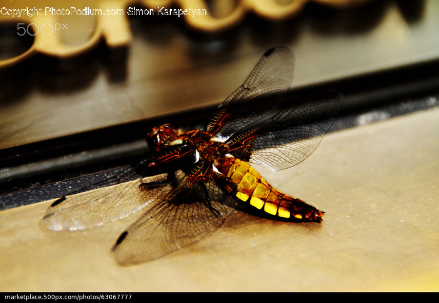 Animal, Anisoptera, Dragonfly, Insect, Invertebrate