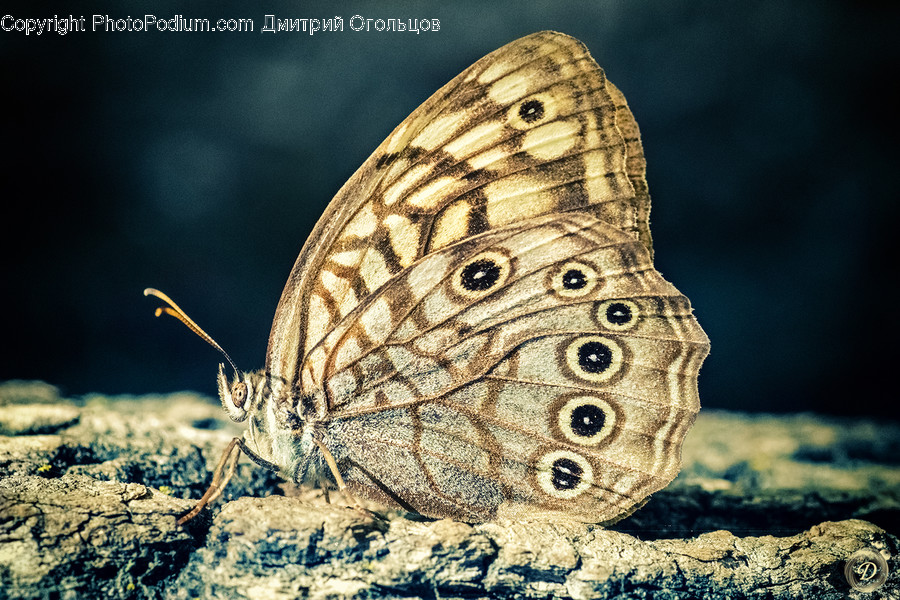Animal, Butterfly, Insect, Invertebrate, Flora