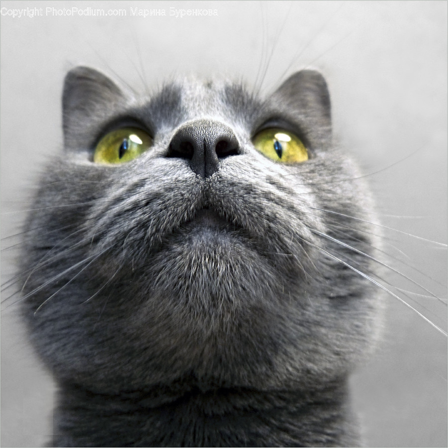Animal, Cat, Mammal, Manx, Pet