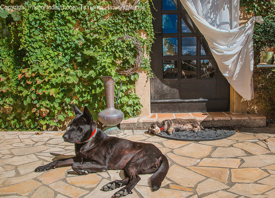 Flagstone, Animal, Bulldog, Canine, Dog